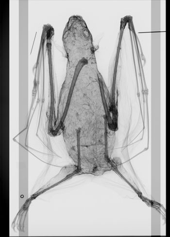 Media type: image; Mammalogy 12762   Description: Xray of skin.;